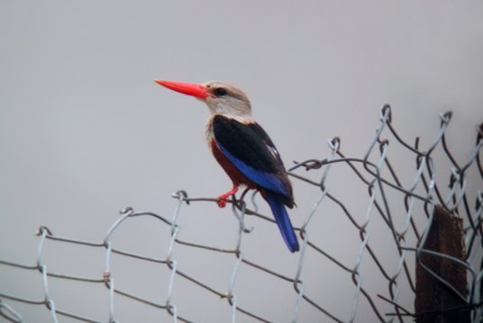SaudiArabia_20010721_170 Grey-headed Kingfisher - Halcyon leucocephala - Bani Malik area