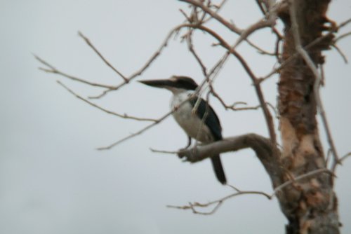 SaudiArabia_20010722_175 Collared Kingfisher - Todiramphus chloris - Al Birk