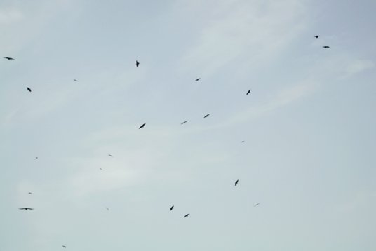 SaudiArabia_20010723_184 Fan-tailed Raven - Corvus rhipidurus - Bani Malik area