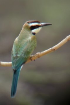 SaudiArabia_20010723_185 White-throated Bee-eater - Merops albicollis - Bani Malik area