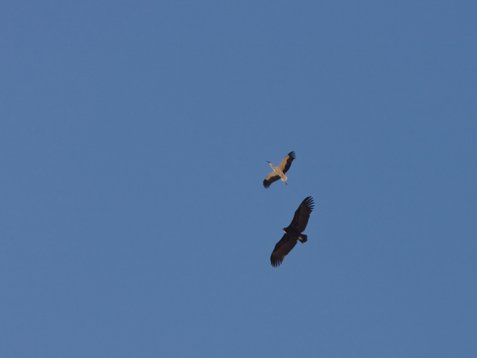 Aeg_mona_Sharm_El_Sheikh_20090101_C7149 Cinereous Vulture - Aegypius monachus