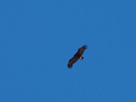 Aeg_mona_Sharm_El_Sheikh_20090103_C7469 Cinereous Vulture - Aegypius monachus