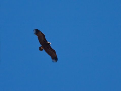 Aeg_mona_Sharm_El_Sheikh_20090103_C7471 Cinereous Vulture - Aegypius monachus
