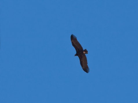 Aeg_mona_Sharm_El_Sheikh_20090103_C7480 Cinereous Vulture - Aegypius monachus