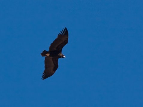 Aeg_mona_Sharm_El_Sheikh_20090106_C7836 Cinereous Vulture - Aegypius monachus