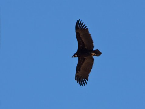 Aeg_mona_Sharm_El_Sheikh_20090106_C7855 Cinereous Vulture - Aegypius monachus