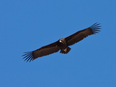 Aeg_mona_Sharm_El_Sheikh_20090106_C7859 Cinereous Vulture - Aegypius monachus