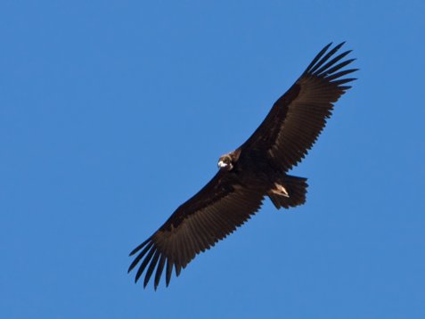 Aeg_mona_Sharm_El_Sheikh_20090106_C7864 Cinereous Vulture - Aegypius monachus
