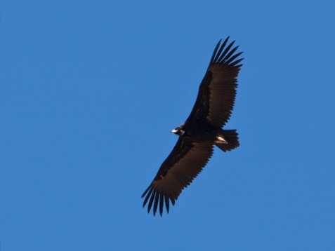 Aeg_mona_Sharm_El_Sheikh_20090106_C7872 Cinereous Vulture - Aegypius monachus