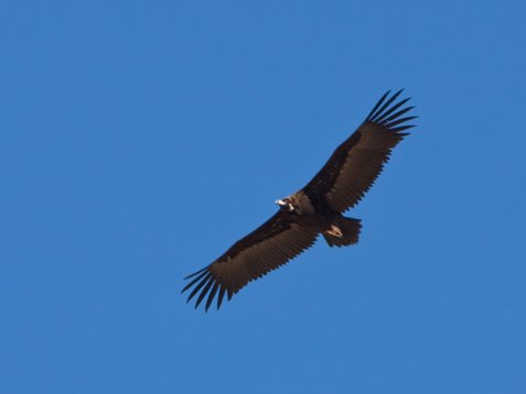 Aeg_mona_Sharm_El_Sheikh_20090106_C7880 Cinereous Vulture - Aegypius monachus