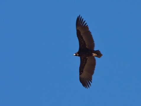 Aeg_mona_Sharm_El_Sheikh_20090106_C7885 Cinereous Vulture - Aegypius monachus