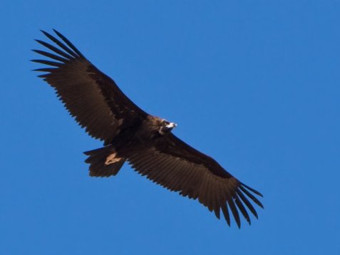 Aeg_mona_Sharm_El_Sheikh_20090106_C7891 Cinereous Vulture - Aegypius monachus