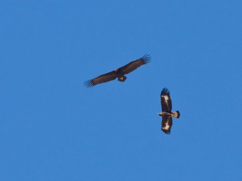 Aeg_mona_Sharm_El_Sheikh_20090106_C7914 Cinereous Vulture - Aegypius monachus with a Golden Eagle