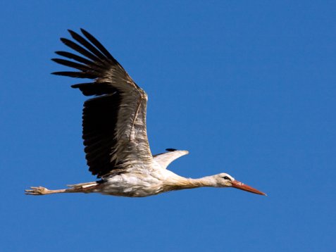 Cic_cico_Sharm_El_Sheikh_20090101_C6963 White Stork - Ciconia ciconia