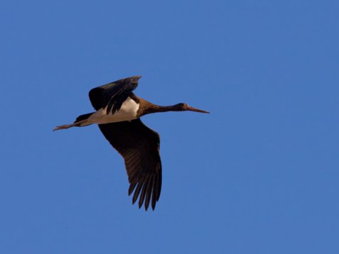 Cic_nigr_Sharm_El_Sheikh_20090101_C6957 Black Stork - Ciconia nigra