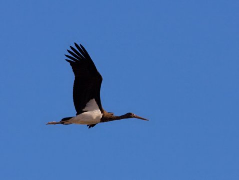 Cic_nigr_Sharm_El_Sheikh_20090101_C6958 Black Stork - Ciconia nigra