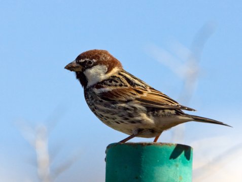 Pas_hisp_Sharm_El_Sheikh_20090102_C7396 Spanish Sparrow - Passer hispaniolensis