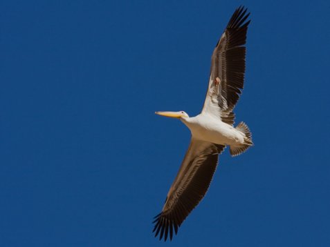 Pel_onoc_Sharm_El_Sheikh_20090101_C7061 Great White Pelican - Pelecanus onocrotalus