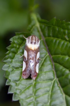 Acontia_trimaculata-3151 Threebar Droplet - Acontia trimaculata - Unzwa Lodge
