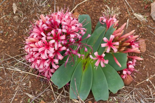Ammocharis_coranica_3118 Karoo Lily - Ammocharis coranica - Unzwa Farm