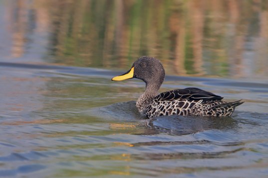 Anas_undulata_SA_2016_1982 Yellow-billed Duck - Anas undulata - Marievale Bird Sanctuary