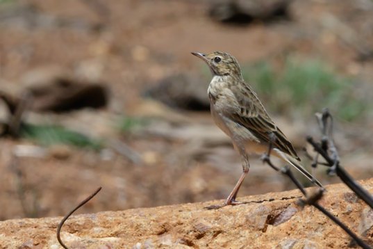 Anthus_cinnamomeus_SA_2016_3514 African Pipit - Anthus cinnamomeus - en route to Kruger