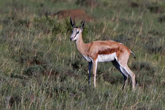 Antidorcas_marsupialis_SA_2016_1701 Springbok - Antidorcas marsupialis - Suikerbosrand Nature Reserve