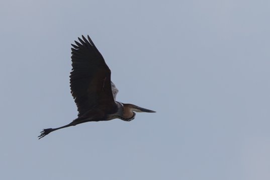 Ardea_goliath_SA_2016_1994 Goliath Heron - Ardea goliath - Marievale Bird Sanctuary