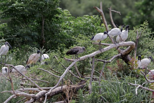 Bostrychia_hagedash_SA_2016_2693 Hadada Ibis - Bostrychia hagedash - Polokwane Bird Sanctuary