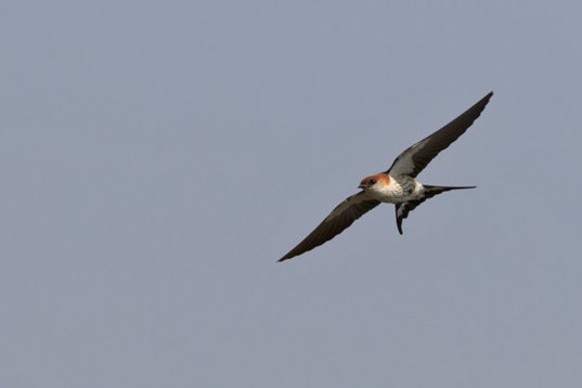 Cecropis_cucullata_SA_2016_2074 Greater Striped Swallow - Cecropis cucullata - Marievale Bird Sanctuary