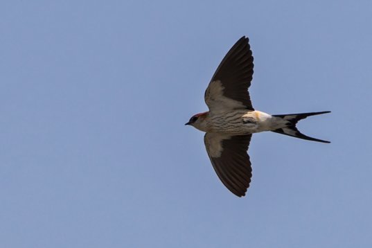 Cecropis_cucullata_SA_2016_2083 Greater Striped Swallow - Cecropis cucullata - Marievale Bird Sanctuary