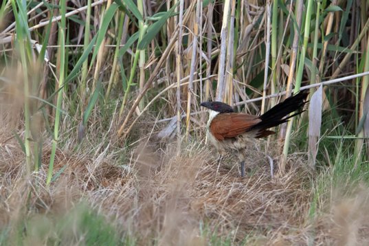 Centropus_burchellii_SA_2016_1878 Burchell's Coucal - Centropus burchellii - Marievale Bird Sanctuary