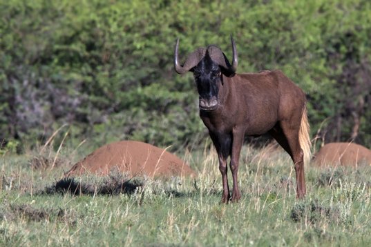 Connochaetes_gnou_SA_2016_1679 Black Wildebeest - Connochaetes gnou - Suikerbosrand Nature Reserve