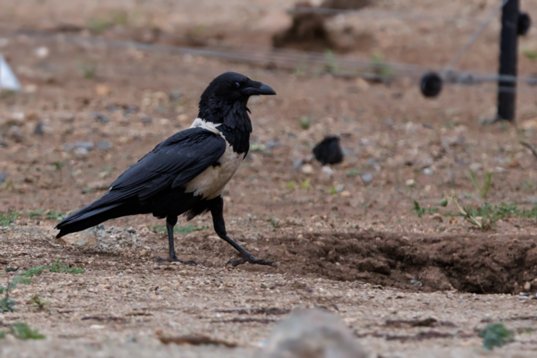 Corvus_albus_SA_2016_2843 Pied Crow - Corvus albus - Vivo