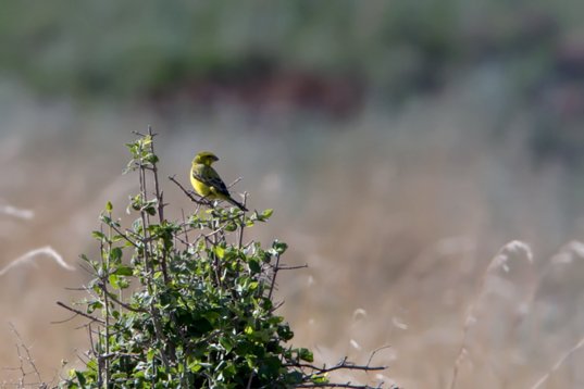 Crithagra_flaviventris_SA_2016_1623 Yellow Canary - Crithagra flaviventris - Suikerbosrand Nature Reserve