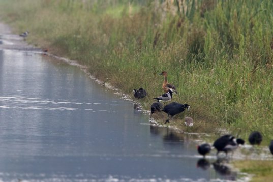 Dendrocygna_bicolor_SA_2016_1936 Fulvous Whistling Duck - Dendrocygna bicolor - Marievale Bird Sanctuary