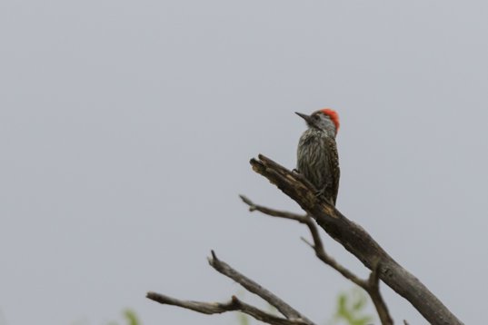 Dendropicos_fuscescens_SA_2016_2608 Cardinal Woodpecker - Dendropicos fuscescens - en route to Polokwane