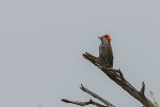 Dendropicos_fuscescens_SA_2016_2610 Cardinal Woodpecker - Dendropicos fuscescens - en route to Polokwane