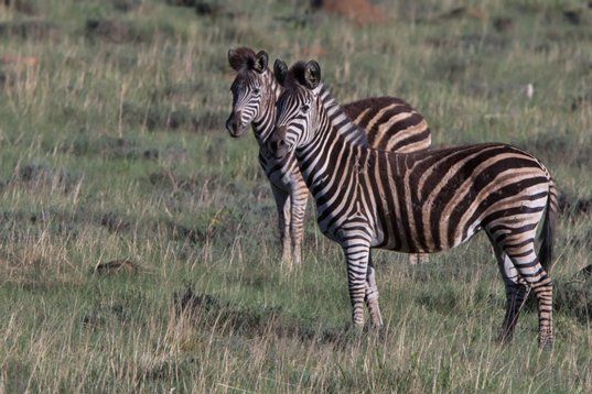 Equus_quagga_SA_2016_1698 Plains Zebra - Equus quagga - Suikerbosrand Nature Reserve