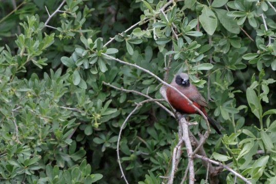 Estrilda_erythronotos_SA_2016_2640 Black-faced Waxbill - Estrilda erythronotos - Polokwane Bird Sanctuary