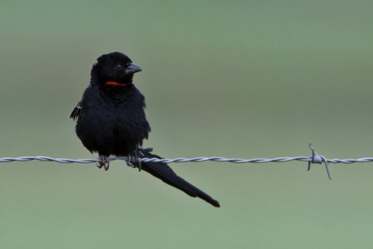 Euplectes_ardens_SA_2016_1535 Red-collared Widowbird - Euplectes ardens - Suikerbosrand Nature Reserve