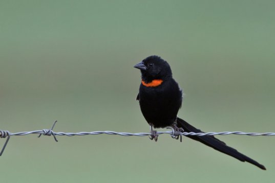 Euplectes_ardens_SA_2016_1537 Red-collared Widowbird - Euplectes ardens - Suikerbosrand Nature Reserve