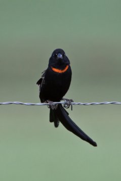 Euplectes_ardens_SA_2016_1545 Red-collared Widowbird - Euplectes ardens - Suikerbosrand Nature Reserve