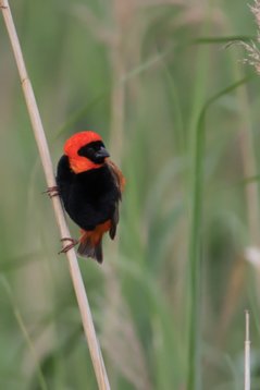 Euplectes_orix_SA_2016_1885 Southern Red Bishop - Euplectes orix - Marievale Bird Sanctuary