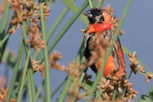 Euplectes_orix_SA_2016_2024 Southern Red Bishop - Euplectes orix - Marievale Bird Sanctuary