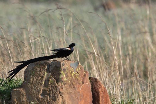 Euplectes_progne_SA_2016_1620 Long-tailed Widowbird - Euplectes progne - Suikerbosrand Nature Reserve