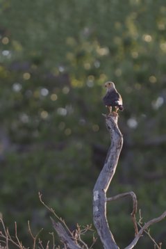 Falco_dickinsoni_SA_2016_3566 Dickinson's Kestrel - Falco dickinsoni - Kruger National Park