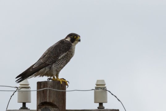 Falco_peregrinus_SA_2016_2622 Peregrine Falcon - Falco peregrinus - Polokwane Bird Sanctuary