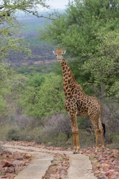 Giraffa_camelopardalis_SA_2016_3123 South African Giraffe - Giraffa camelopardalis giraffa - Unzwa Farm