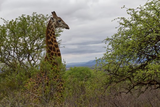 Giraffa_camelopardalis_SA_2016_3132 South African Giraffe - Giraffa camelopardalis giraffa - Unzwa Farm
